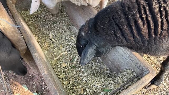 A highangle view of sheep eating from a wooden trough, highlighting their black and white wool, and the texture of the feed in a rustic farm setting