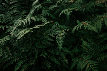 Dense green foliage of Pteridium fern in natural woodland setting
