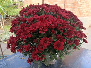 A beautiful autumn flower - a burgundy chrysanthemum