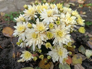 A beautiful autumn flower is a white chrysanthemum with a yellow center.