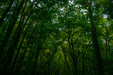 August 21, 2025. Bohol, Philippines. Lush canopy and scenic roadway in Bilar Man-Made Forest.