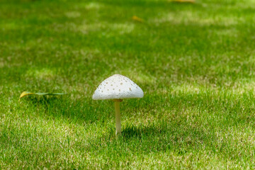 芝生に生えたキノコ