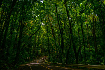 August 21, 2025. Bohol, Philippines. Lush canopy and scenic roadway in Bilar Man-Made Forest.