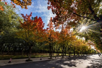 Naklejka premium autumn in the city