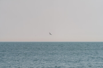 seagulls on the sea