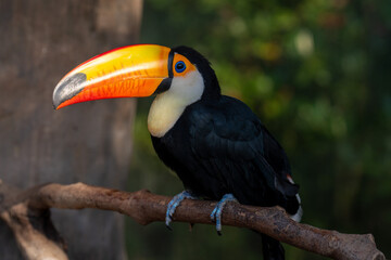 toucan on a branch
