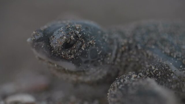 A super macro close up, detailed shot of a tiny, baby sea turtle right after the moment it comes out of its nest in sand.