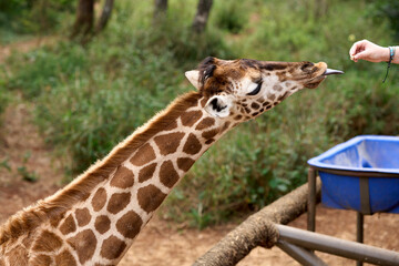Nairobi, Kenya - October 18th 2025 - Giraffe Center, Hand Feeding a Giraffe