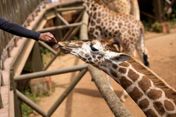 Nairobi, Kenya - October 18th 2025 - Giraffe Center, Hand Feeding a Giraffe