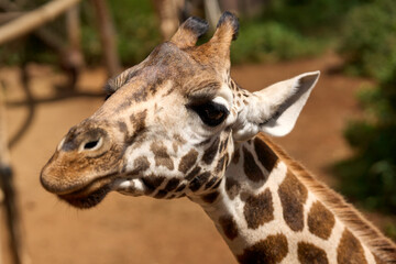 Nairobi, Kenya - October 18th 2025 - Close up of Giraffe Head at Giraffe Center