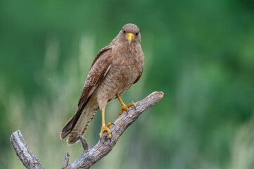 Caracara chimango portrait , La Pampa province, Patagonia , Argentina