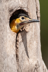 Campo Flicker ,Colaptes campestris,
La Pampa Province, Patagonia, Argentina.