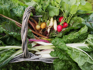 A rustic basket filled with freshly harvested Swiss chard and vibrant radishes from an organic garden, illuminated by soft natural light on an autumn day