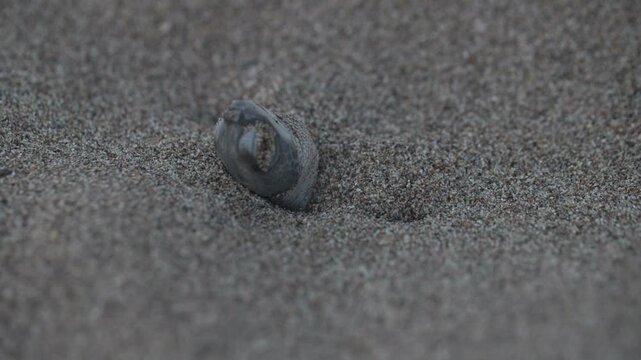 A rare footage. Infant marine turtle is coming out of it's nest under the sand in slow motion.