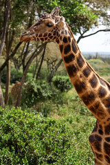 Nairobi, Kenya - October 18th 2025 - Giraffe Center