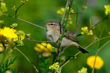 Common chiffchaff // Zilpzalp (Phylloscopus collybita) 