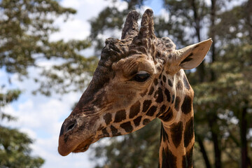 Nairobi, Kenya - October 18th 2025 - Close up of Giraffe Eye at Giraffe Center