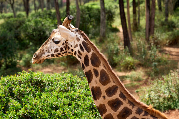 Nairobi, Kenya - October 18th 2025 - Giraffe Center