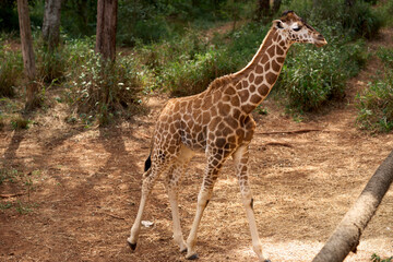 Nairobi, Kenya - October 18th 2025 - Giraffe Center