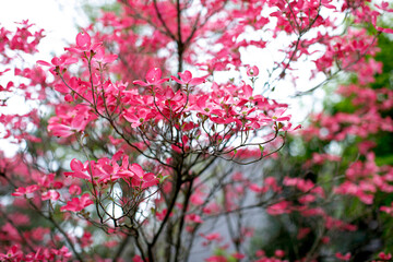 Vibrant pink blossoms on a tree in spring park