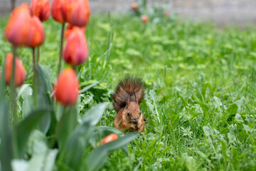 Red Squirrel Foraging in a Grassy Field with Blooming Tulips