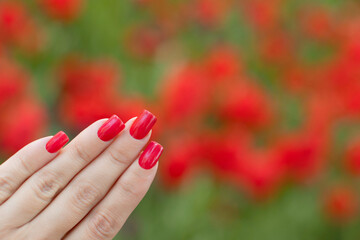 Beautiful female hand with red manicure nails on tulips flowers