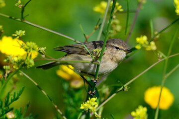 Common chiffchaff in a flower maedow // Zilpzalp in einer Blumenwiese (Phylloscopus collybita) 