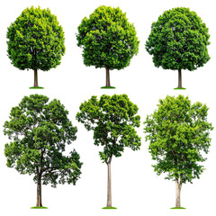 Six isolated, varying leafy trees with green foliage against a transparent, black background