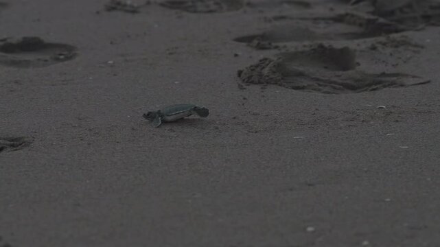 A baby sea turtle is running to the sea on the sand through human footsteps in slow motion.