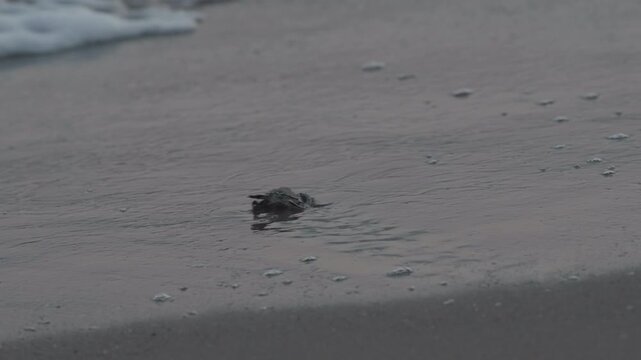 A baby sea turtle is running on the beach and meets with the ocean. A late hour shot in slow motion.