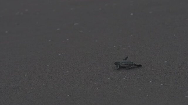 A baby sea turtle Is running on sand. A wide shot at late hours in slow motion with blank info spaces left  on frame.