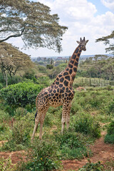 Nairobi, Kenya - October 18th 2025 - Giraffe Center