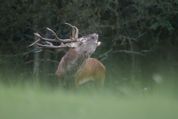 Majestic Red Deer Stag in Forest