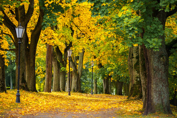 Naklejka premium Pathway in Park with Autumn Foliage