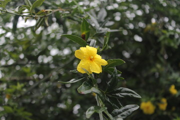 Single yellow flower with green leaves in a blurred background