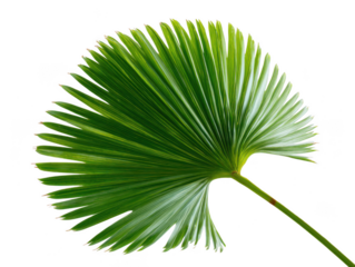 Vibrant green palm leaf detail showing pleated texture and fine fibers isolated isolated on transparent background