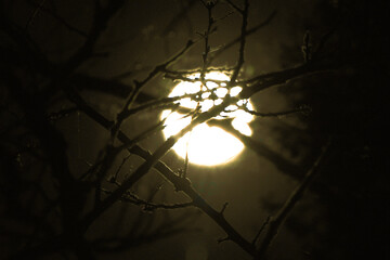 森の向こうの満月