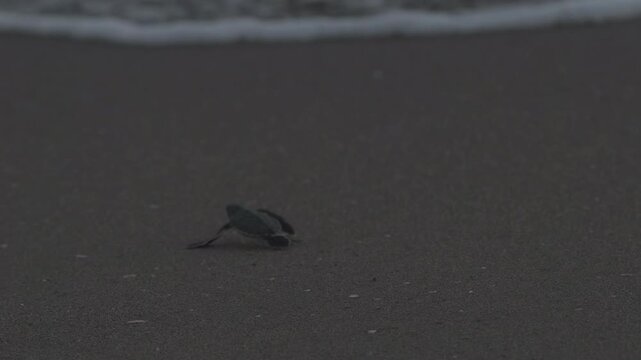 A baby sea turtle is running on sand. Almost nighttime, a natural shot in slow motion.