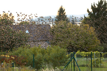 Fototapete bei efototapeten.de bestellen   