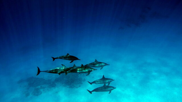Dolphins. Spinner dolphin. Stenella longirostris is a small dolphin that lives in tropical coastal waters around the world. 