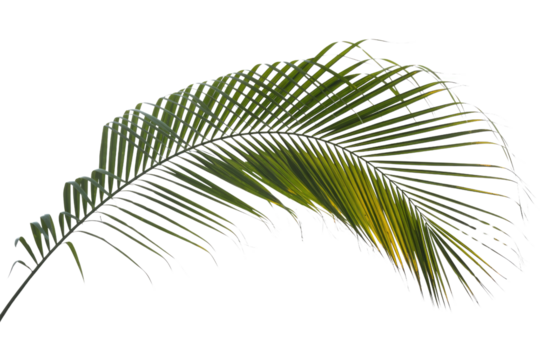 A vibrant green palm frond, elegantly curved, showcasing tropical foliage with a hint of natural yellow tones, isolated on a solid background. background removed