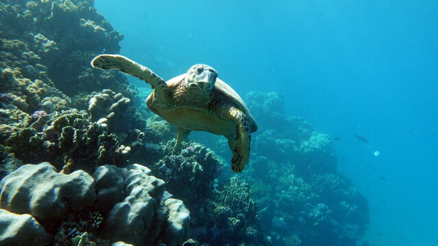 Hawksbill sea turtle (CR species) Hawksbill Turtle - Eretmochelys imbricata.