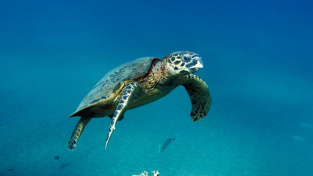 Hawksbill sea turtle (CR species) Hawksbill Turtle - Eretmochelys imbricata.