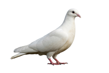 A beautiful white dove stands gracefully on a solid transparent background, showcasing its pristine feathers and reddish feet. A symbol of peace. background removed