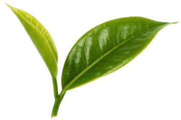Two vibrant green tea leaves, one young bud and one mature, on a stem, symbolizing freshness and natural goodness. background removed