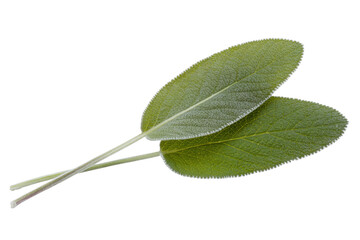 Fototapeta premium Two fresh, vibrant sage leaves showcasing their distinctive fuzzy texture and rich green color, artfully arranged on a simple, complementary transparent background. background removed