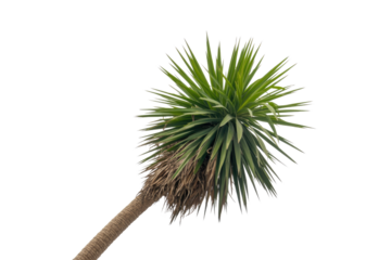 A vibrant green spiky-leafed yucca plant with a textured trunk, isolated against a solid transparent background, perfect for transparent use. background removed