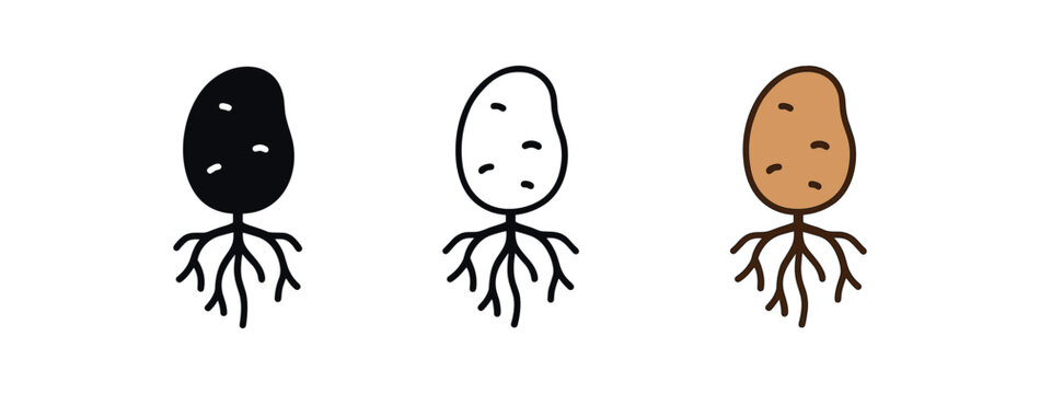 potato root tuber icon on white background Black silhouette flat icon outline icon and colored icon style. three minimal vector icon style