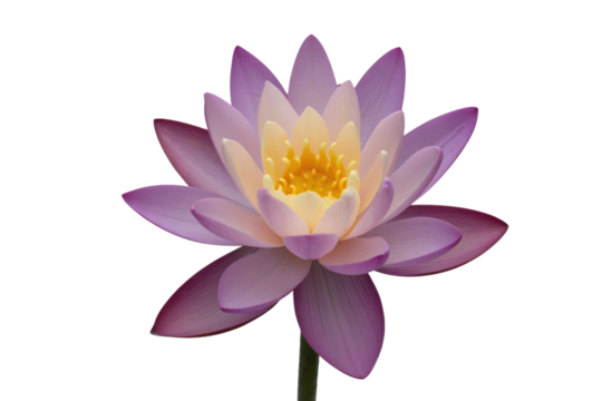 A beautiful purple water lily with a bright yellow center, showcasing delicate petals against a plain green backdrop, evoking serenity and natural beauty. background removed