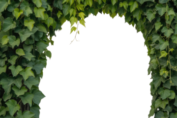 Lush green ivy and various leaves form a natural arch frame against a solid transparent background, perfect for overlays or design elements. background removed